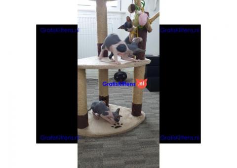 Sphynx Babies nu klaar