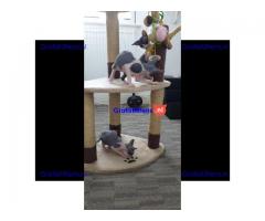 Sphynx Babies nu klaar