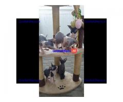 Sphynx Babies nu klaar