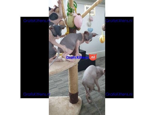 Sphynx Babies nu klaar