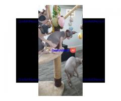 Sphynx Babies nu klaar