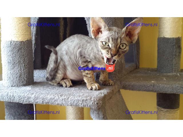 Devon rex jongen en meisje