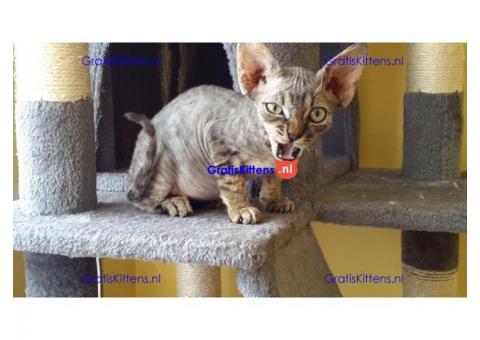 Devon rex jongen en meisje
