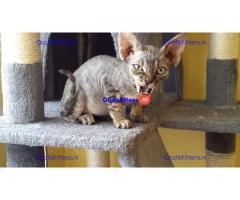 Devon rex jongen en meisje