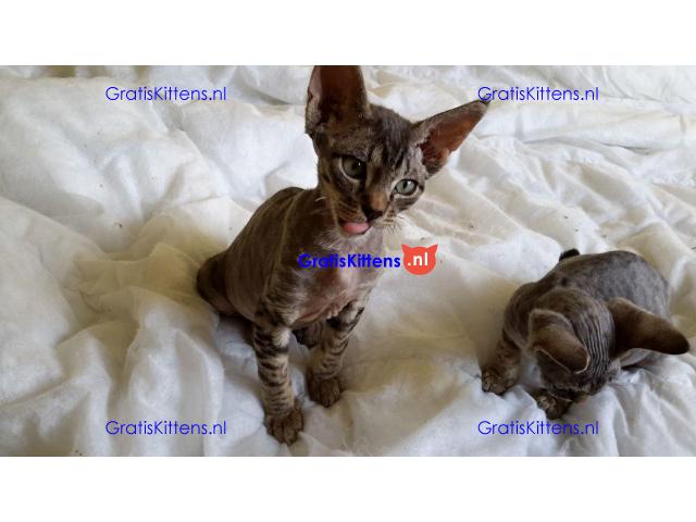 Devon rex jongen en meisje