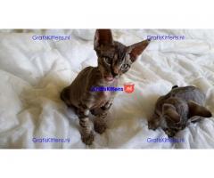 Devon rex jongen en meisje