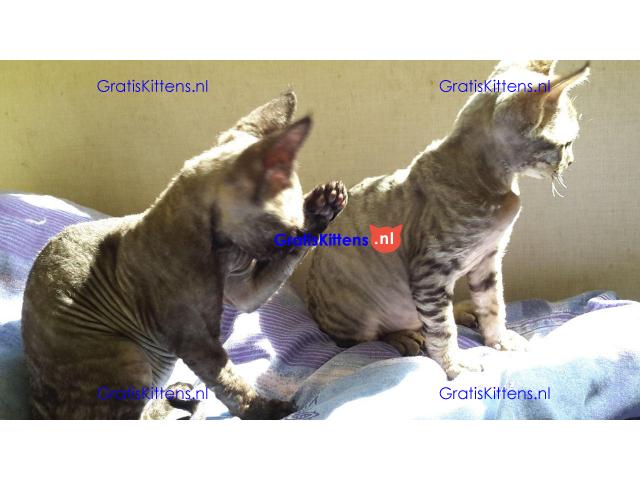 Devon rex jongen en meisje