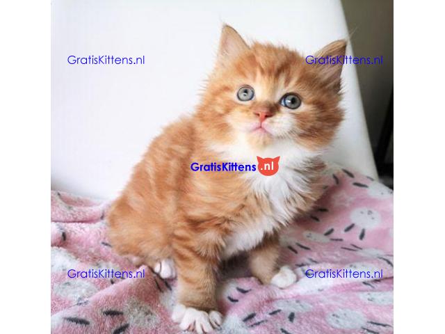 Hypoallergene Pure Siberische showklasse