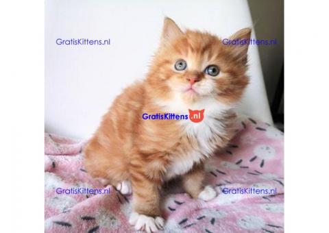 Hypoallergene Pure Siberische showklasse