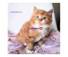 Hypoallergene Pure Siberische showklasse