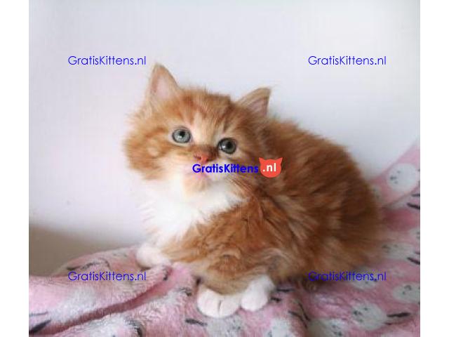 Hypoallergene Pure Siberische showklasse