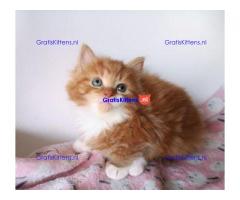 Hypoallergene Pure Siberische showklasse