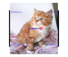 Hypoallergene Pure Siberische showklasse