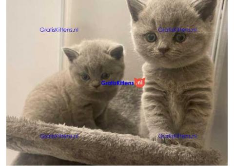 Britse korthaar kittens