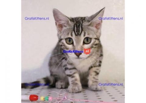 Bengaalse kittens beschikbaar