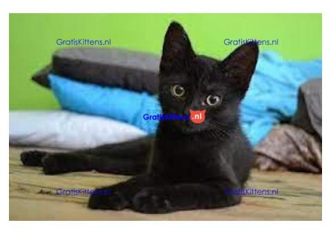 Bombay Kittens beschikbaar voor verkoop