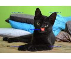 Bombay Kittens beschikbaar voor verkoop