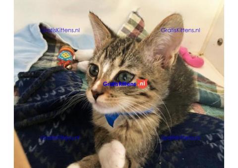 Binnenlandse korthaar kittens