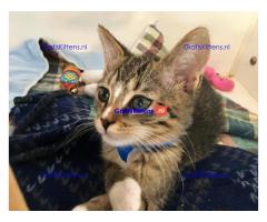 Binnenlandse korthaar kittens