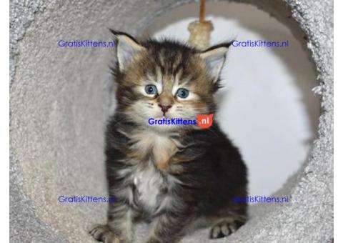 Maine Coon-kittens