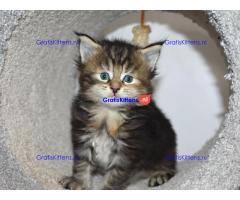Maine Coon-kittens