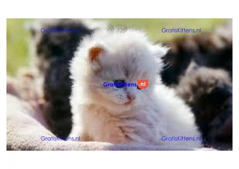 Perzische Kitten beschikbaar