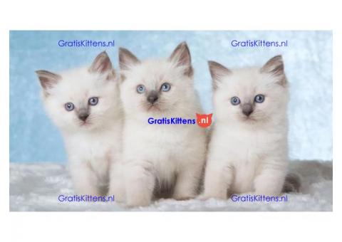 Ragdoll Kitten beschikbaar