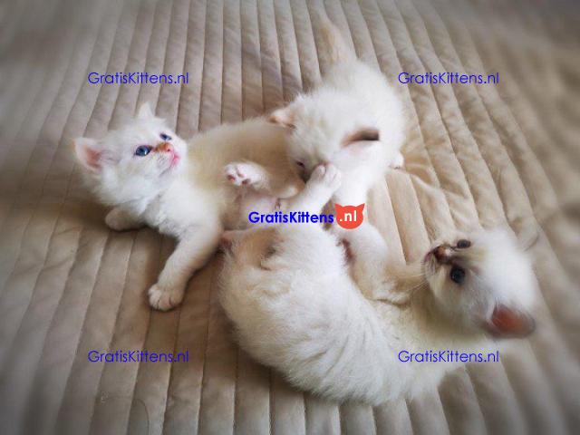 Verbluffende stamboom kittens