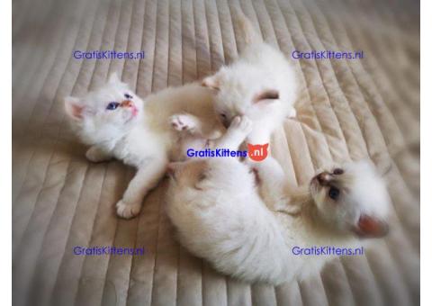 Verbluffende stamboom kittens