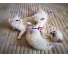 Verbluffende stamboom kittens
