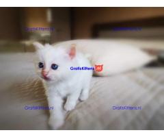 Verbluffende stamboom kittens