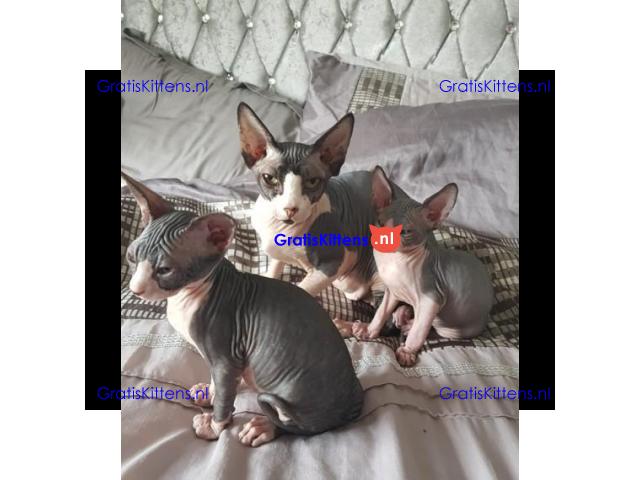 Sphynx Babies Goed opgeleid