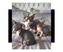 Sphynx Babies Goed opgeleid