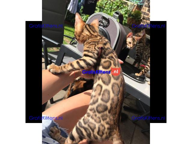 Rood zilver en bruine Bengalen baby's