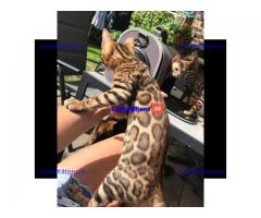Rood zilver en bruine Bengalen baby's
