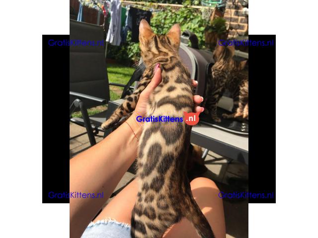 Rood zilver en bruine Bengalen baby's
