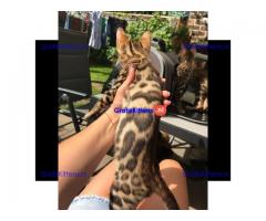 Rood zilver en bruine Bengalen baby's