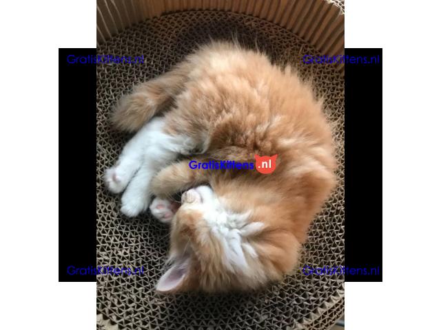 Europese crème en rode tica maine coon kittens