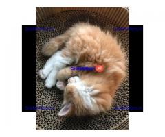 Europese crème en rode tica maine coon kittens