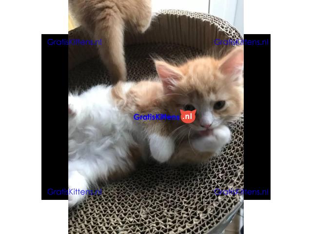 Europese crème en rode tica maine coon kittens