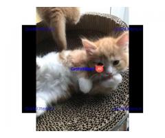 Europese crème en rode tica maine coon kittens