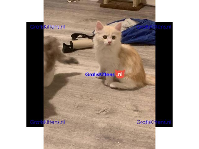 Europese crème en rode tica maine coon kittens