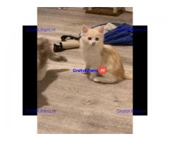 Europese crème en rode tica maine coon kittens
