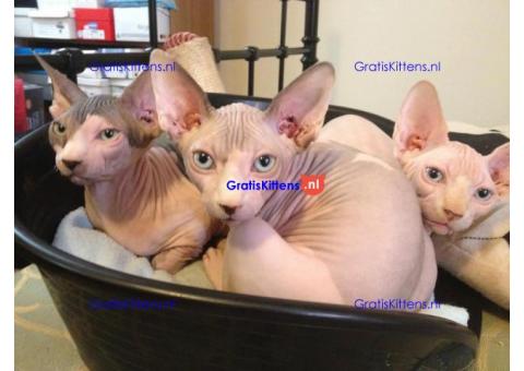 4 verbluffende sphynx kittens te koop