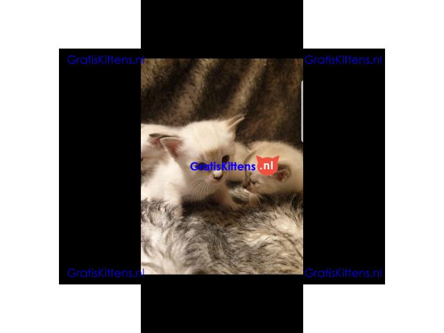 2 mannelijke en vrouwelijke Siamese kittens voor adoptie