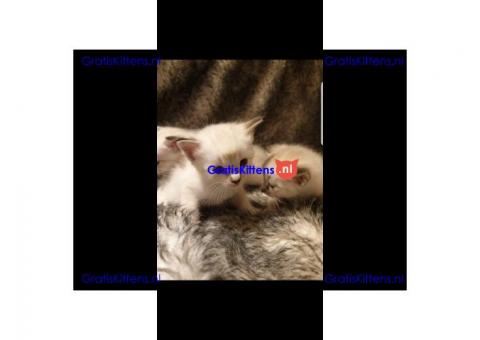 2 mannelijke en vrouwelijke Siamese kittens voor adoptie
