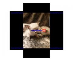 2 mannelijke en vrouwelijke Siamese kittens voor adoptie