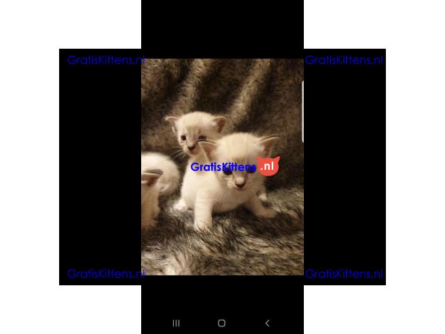2 mannelijke en vrouwelijke Siamese kittens voor adoptie