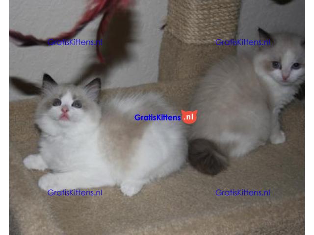 Ragdoll kittens
