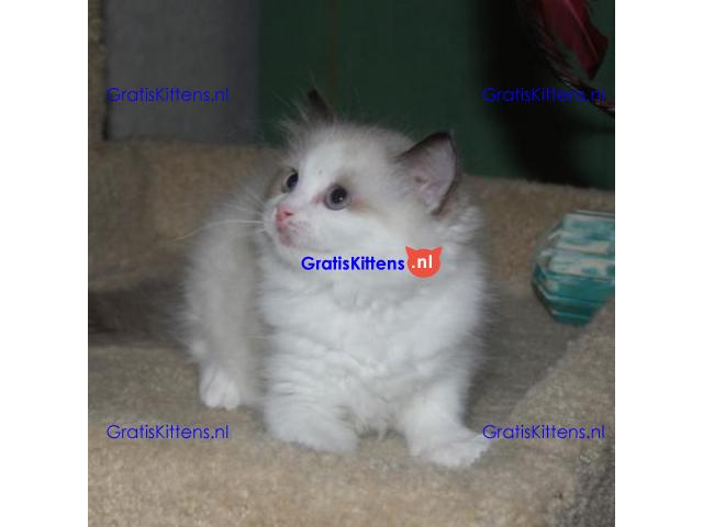 Ragdoll kittens